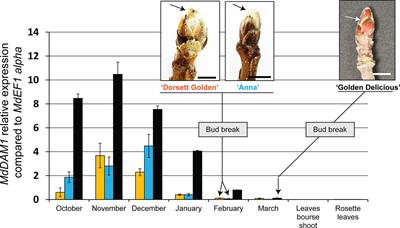The MADS-Box Gene MdDAM1 Controls <mark class="highlighted">Growth Cessation</mark> and Bud Dormancy in Apple